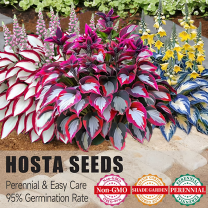 🔥Last day clearance🔥Premium Rare Hosta Seeds🌿Shade-Tolerant Plant