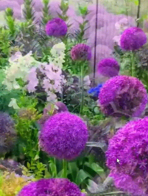 Perennial Blooming Allium Bulbs for Easy Cultivation in All Seasons