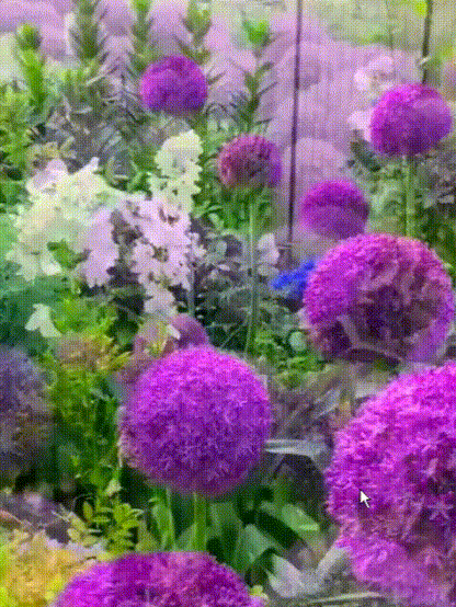 Perennial Blooming Allium Bulbs for Easy Cultivation in All Seasons