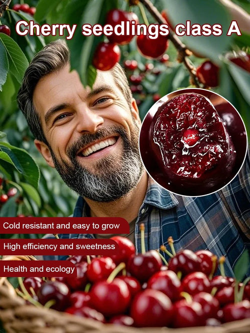 [Fast-growing, strong, and hardy] Cherry tree seeds that bear fruit in the same year.