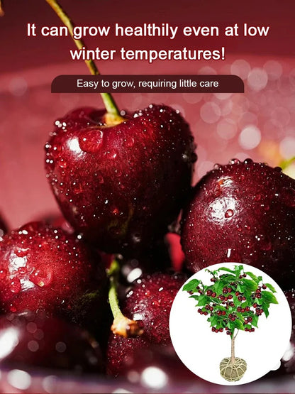 [Fast-growing, strong, and hardy] Cherry tree seeds that bear fruit in the same year.