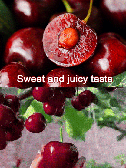 [Fast-growing, strong, and hardy] Cherry tree seeds that bear fruit in the same year.