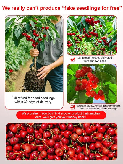 [Fast-growing, strong, and hardy] Cherry tree seeds that bear fruit in the same year.