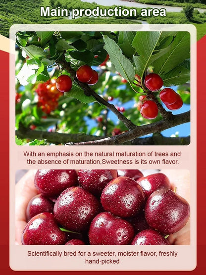[Fast-growing, strong, and hardy] Cherry tree seeds that bear fruit in the same year.