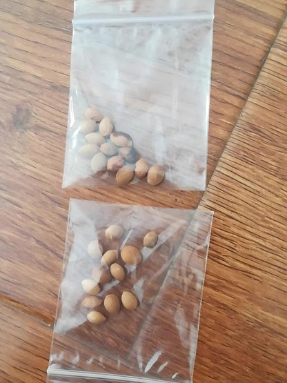 [Fast-growing, strong, and hardy] Cherry tree seeds that bear fruit in the same year.