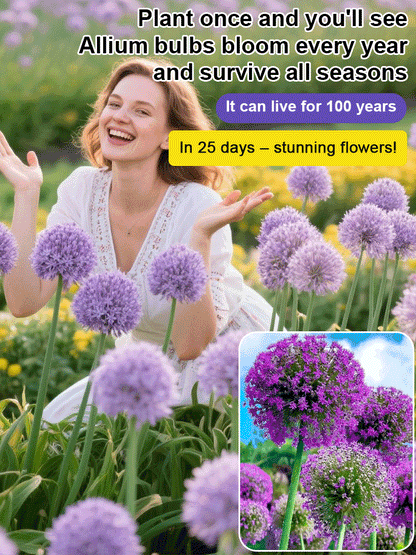 Perennial Blooming Allium Bulbs for Easy Cultivation in All Seasons
