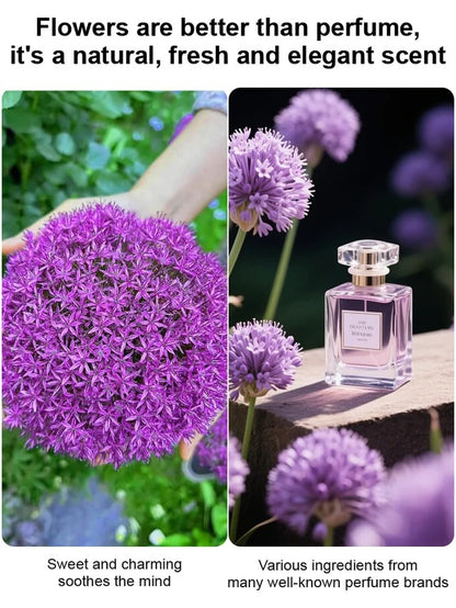 Perennial Blooming Allium Bulbs for Easy Cultivation in All Seasons