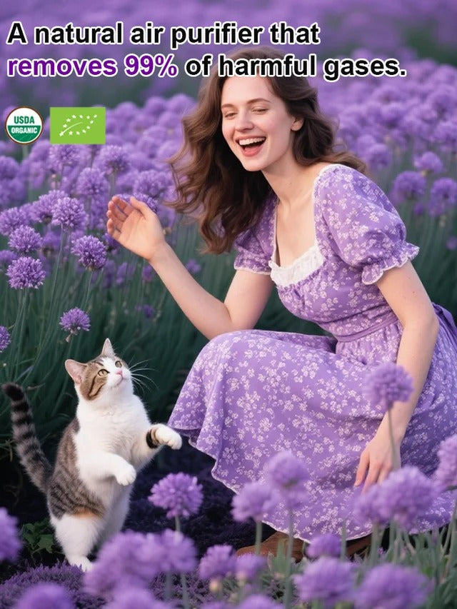 Perennial Blooming Allium Bulbs for Easy Cultivation in All Seasons