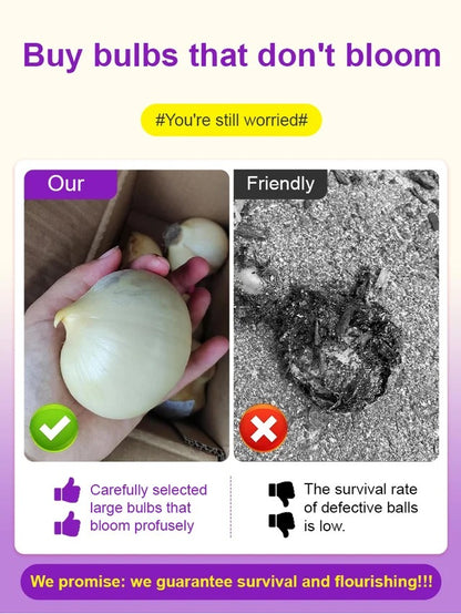 Perennial Blooming Allium Bulbs for Easy Cultivation in All Seasons