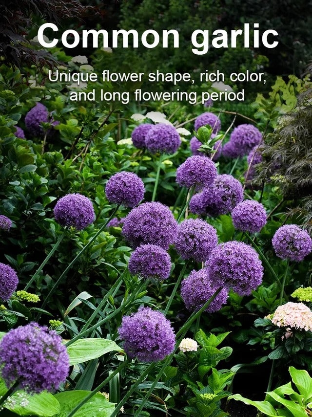 Perennial Blooming Allium Bulbs for Easy Cultivation in All Seasons