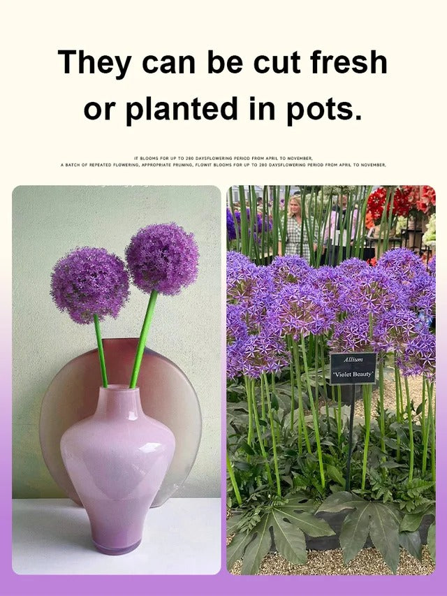 Perennial Blooming Allium Bulbs for Easy Cultivation in All Seasons