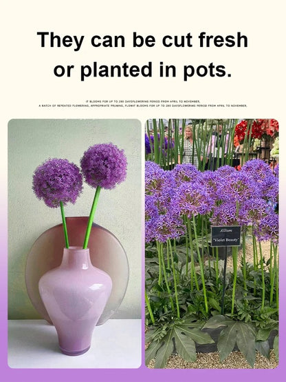 Perennial Blooming Allium Bulbs for Easy Cultivation in All Seasons